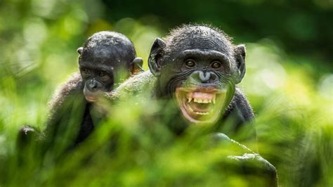 Bonobos Lie About Sex To Keep The Peace Science Aaas