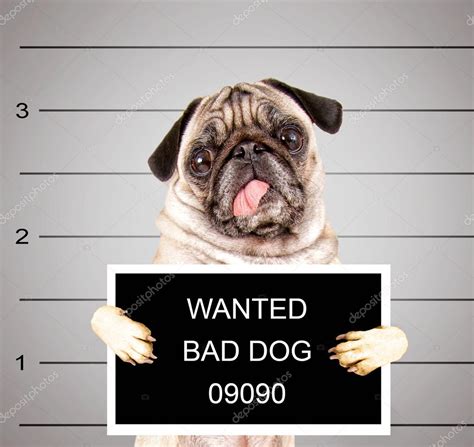 bad dog stock photo  graphicphoto