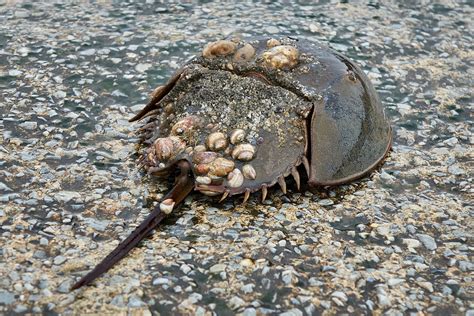 hundreds  horseshoe crabs  dead  japan tempus magazine