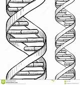 Dna Helix Drawing Double Vector Doodle Strand Sketch Seamless Background Coloring Border Pattern Stock Style Illustration Pencil Depositphotos Drawings Getdrawings sketch template
