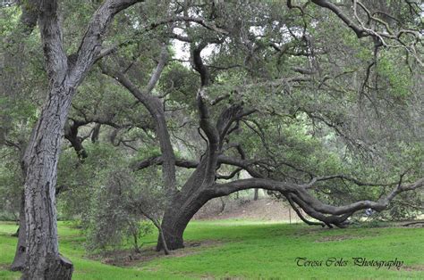 leaning tree  oak tree photo matting tree