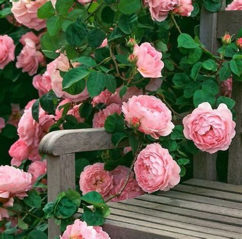 pink english climbing roses shrub roses beautiful flowers climbing roses