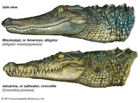 alligator description habitat size diet and facts britannica