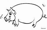 Domestic Animals Coloring Pages Pig Pitara sketch template