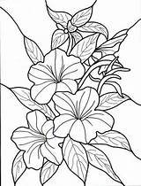 Coloring Pages Flower Flowers Hawaiian Colouring Printable Choose Board Print sketch template