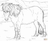 Coloring Horse Pages Icelandic Ausmalbild sketch template