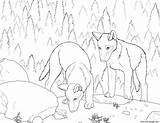 Coloring Pages Realistic Wolf Pup Wolves Color Printable Print Running Getcolorings Getdrawings Library Clipart Popular sketch template