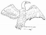 Cormorant Coloring Birds Quesper sketch template