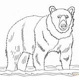 Bear Coloring Pages Brown Bears Drawing Water Grizzly Cub Line Realistic Shallow Stands Printables Book Printable Color Clipart Drawings Polar sketch template