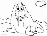 Walrus Coloring Pages Print Baby Kids Printable Animal Cool2bkids Arctic Template sketch template
