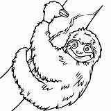 Sloth Sleeping Xcolorings Toed sketch template