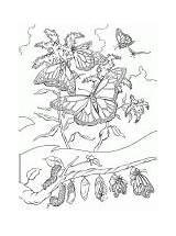 Chenille Papillon Larva Pupa sketch template