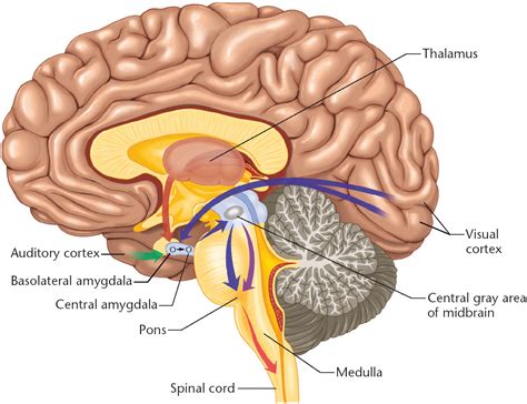tickling  amygdala  overthinker