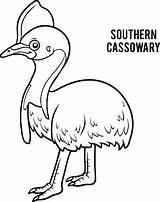 Cassowary Coloring Southern Book sketch template