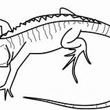Iguana Galapagos sketch template