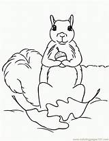 Squirrel Coloring Pages Print Squirrels Kids Printable Acorn Clipart Color Comments Popular Library Coloringhome Leave Chipmunk sketch template