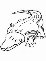 Coloring Crocodiles Alligators Pages Print sketch template