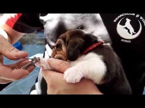 hoe moet je de nageltjes van een puppy knippen youtube