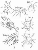Coloring Insect Arthropods Arthropod Colouring Sheets Pages Color Insects Worksheets Bugs Printable Kids Parts Thorax Body Phylum Skeleton Head Animal sketch template