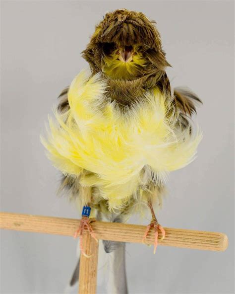 italian giant frill canary serinus canaria  sale  zoo