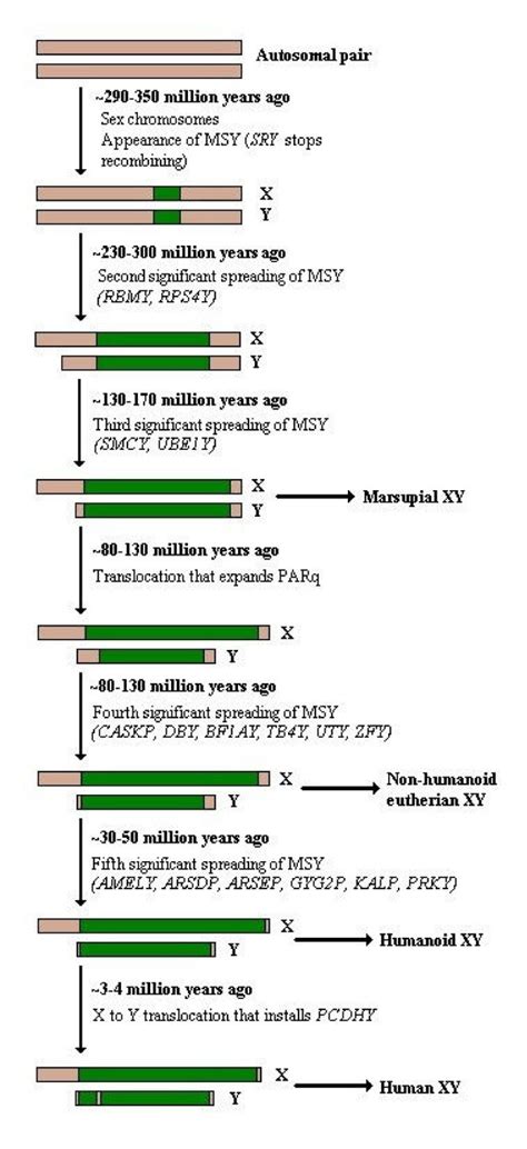 The Multistage Model Of Sex Chromosome Evolution The