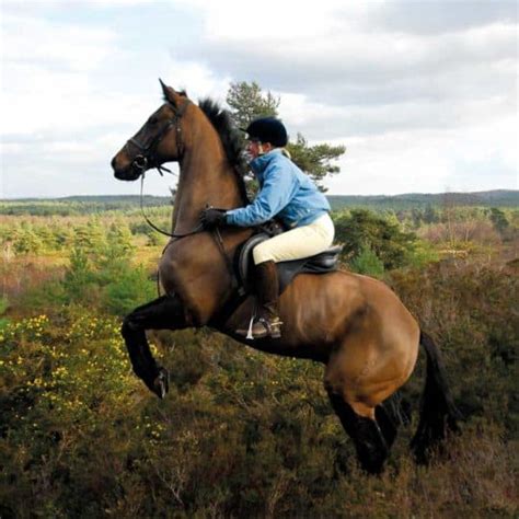 horse rider magazine uk issues equestrian horse  rider