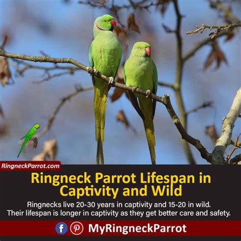 How Long Do Indian And African Ringneck Parrots Live
