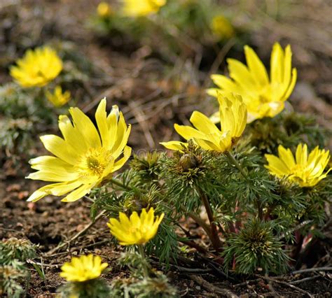 adonis vernalis beautiful spring yellow flowers stock photo image  flowers pheasant