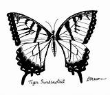 Swallowtail Tiger Drawing Becky Mason Butterfly Drawings 9th Uploaded December Which sketch template