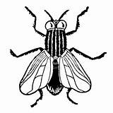 House Fly Drawing Vector Getdrawings sketch template