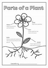 Plant Parts Coloring Colouring Flower Printable Sheets Printables sketch template