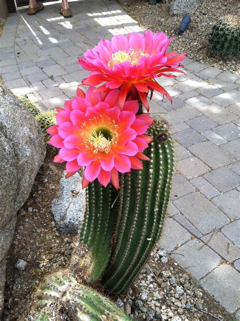 hanging cactus  pink flowers beautiful insanity