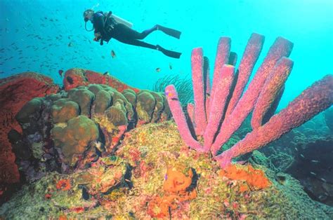 buceo disfruta de una arrecife de coral vibrante frente  la costa de bonaire imagen de