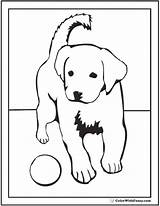 Puppy Retriever Labrador Colorwithfuzzy Retrievers Breeds sketch template