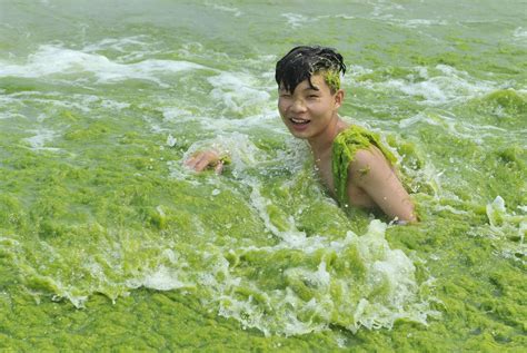 Beach In China Overrun By Green Algae Metro News