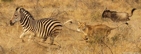 lions zebras