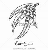 Eucalyptus Illustration Vector Coloring Leaf Sketch Branch Plant Hair Etch Engraved Drawn Berry Hand Drawings Designlooter Corn Grapes Cross 12kb sketch template