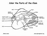 Clam Coloring Anatomy Parts Pages Exploringnature Zoology Pdf Marine Mollusks Life Animal Book Sponsors Wonderful Support Please sketch template