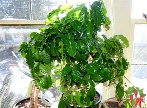 indoor coffee plant care  complete coffee care guide
