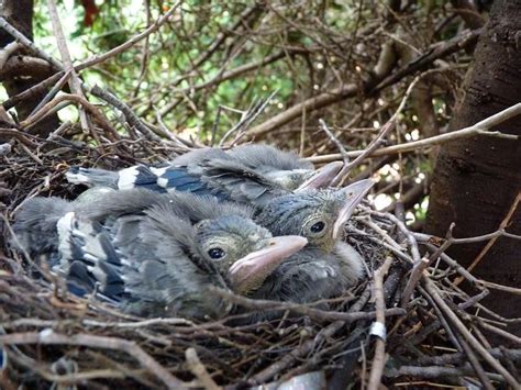 bluejay nest  toby garden  flickr birds blue jays pinterest nests  gardens