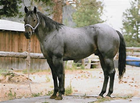 stallion son rise quarter horse