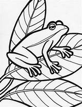 Ranas Amphibian Anipedia sketch template