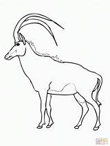 Springbok Colorare Antelope Disegni Savana Animali Addax Sable President sketch template