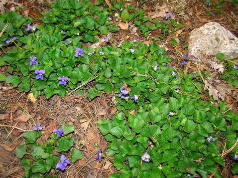 Wild Violets From A Friend ♥ In The Wildflowers Forum