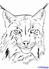 Lynx Pencil Dragoart Eurasian Cats Zeichnen Tekenen Zeichnungen Dessiner sketch template