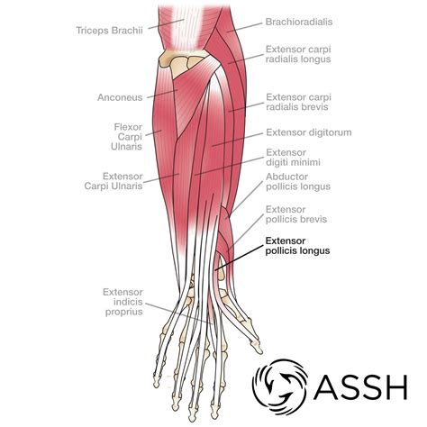 body anatomy upper extremity muscles  hand society