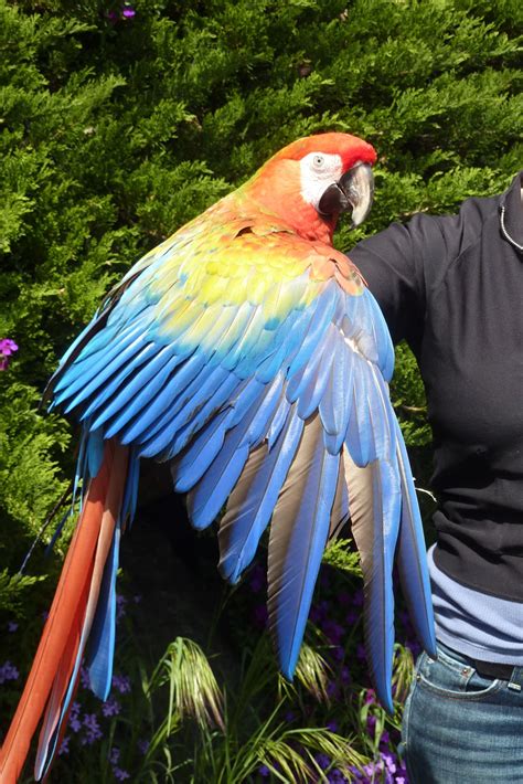 piccalilli pie  parrots  phinney hill  calm birders     life list
