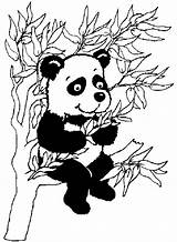 Colorat Arbre Dans Ursi Planse Pandabeer Animale Urso Kleurplaat Kolorowanki Fisa Coloriages P01 Pandy Desene Plansa Ausmalbild Ursulet Panda1 Urs sketch template
