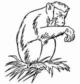 Baboon Coloring Pages Color Sitting Animals Pile Colorless Branch Tattoo Animal Print Back Tattooimages Biz Sheets 51kb sketch template