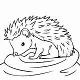 Hedgehog Hedgehogs Thecolor Igel Getdrawings sketch template